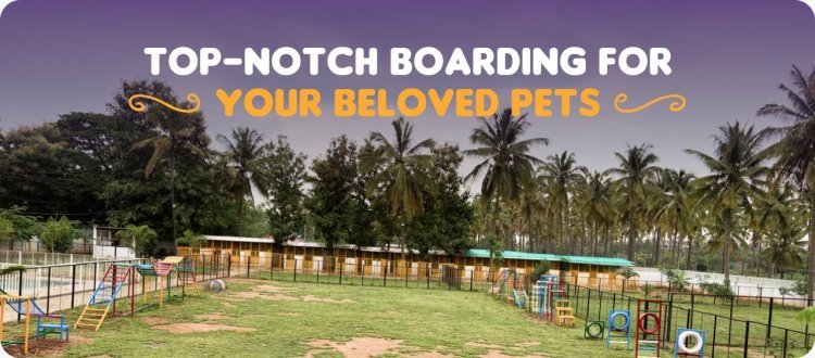 Chippi's Pet Boarding: Revolutionizing Pet Care and Dog Boarding in Bangalore